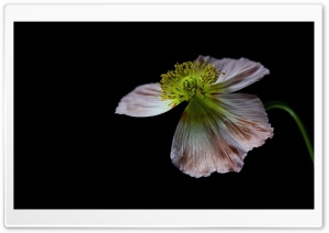 Soft Apricot Colored Poppy Bloom in Detail 4K UHD Wallpaper for Widescreen and UltraWide Desktop, UltraHD TV, Smartphone, Tablet