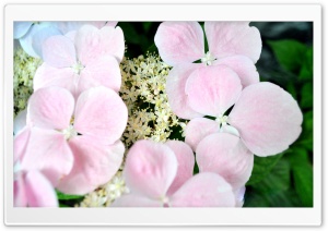 Soft Flowers Ultra HD Wallpaper for 4K UHD Widescreen desktop, tablet & smartphone