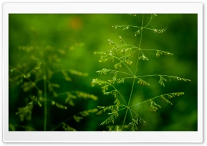 Soft Focus on Grass Inflorescence in Nature 4K UHD Wallpaper for Widescreen and UltraWide Desktop, UltraHD TV, Smartphone, Tablet