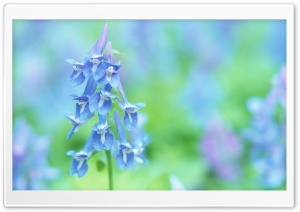Soft Focus Small Blue Flowers Ultra HD Wallpaper for 4K UHD Widescreen desktop, tablet & smartphone