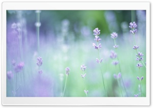 Soft Focus Small Purple Flowers Ultra HD Wallpaper for 4K UHD Widescreen desktop, tablet & smartphone