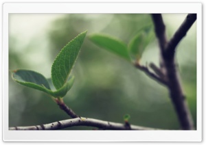 Soft Leaf Ultra HD Wallpaper for 4K UHD Widescreen desktop, tablet & smartphone