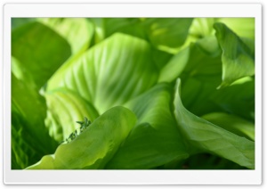 Soft Leaves Ultra HD Wallpaper for 4K UHD Widescreen desktop, tablet & smartphone