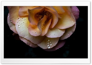 Soft Orange Souvenir d'Anne Frank Rose with Water Drops 4K UHD Wallpaper for Widescreen and UltraWide Desktop, UltraHD TV, Smartphone, Tablet