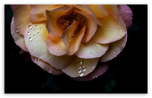 Soft Orange Souvenir d'Anne Frank Rose with Water Drops UltraHD Wallpaper for UHD 16:9 ; HD 16:9 ; UltraWide 21:9 24:10 ; Widescreen 16:10 5:3 ; Fullscreen 4:3 5:4 3:2 ; Tablet 1:1 ; Mobile 9:16 10:16 ;
