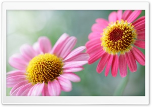 Soft Pink Daisies Ultra HD Wallpaper for 4K UHD Widescreen desktop, tablet & smartphone