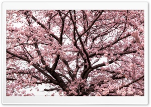 Soft Pink Japanese Cherry Tree Blossom Ultra HD Wallpaper for 4K UHD Widescreen desktop, tablet & smartphone