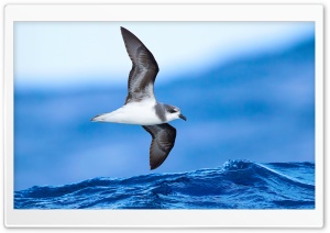 Soft-plumaged Petrel Seabird in Flight Ultra HD Wallpaper for 4K UHD Widescreen Desktop, Lockscreen, Screensaver, TV, Tablet, Smartphone