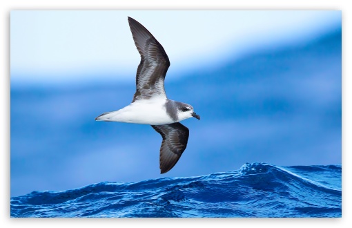 Soft-plumaged Petrel Seabird in Flight UltraHD Wallpaper for UHD 16:9 2160p 1440p 1080p 900p 720p ; 8K UHD TV 16:9 Ultra High Definition 2160p 1440p 1080p 900p 720p ; UltraWide 21:9 24:10 ; Widescreen 16:10 5:3 WHXGA WQXGA WUXGA WXGA WGA ; Fullscreen 4:3 5:4 3:2 UXGA XGA SVGA QSXGA SXGA DVGA HVGA HQVGA ( Apple PowerBook G4 iPhone 4 3G 3GS iPod Touch ) ; Tablet 1:1 ; Mobile 9:16 2:3 3:5 3:4 - ;