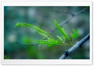 Soft Small Leaves Ultra HD Wallpaper for 4K UHD Widescreen desktop, tablet & smartphone
