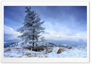 Solitary Fir Tree, Winter Ultra HD Wallpaper for 4K UHD Widescreen desktop, tablet & smartphone