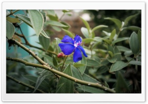 Solitary Flower Ultra HD Wallpaper for 4K UHD Widescreen desktop, tablet & smartphone