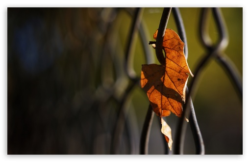 Solitary Leaf UltraHD Wallpaper for HD 16:9 ; Widescreen 16:10 5:3 ; Fullscreen 4:3 5:4 3:2 ; Tablet 1:1 ; Mobile 3:5 3:4 ;