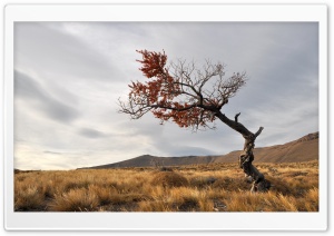 Solitary Tree Ultra HD Wallpaper for 4K UHD Widescreen desktop, tablet & smartphone