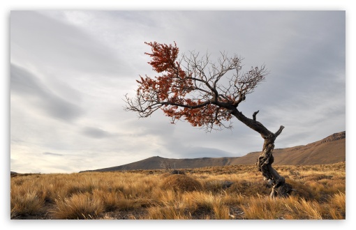 Solitary Tree UltraHD Wallpaper for Wide 16:10 5:3 Widescreen WHXGA WQXGA WUXGA WXGA WGA ; 8K UHD TV 16:9 Ultra High Definition 2160p 1440p 1080p 900p 720p ; Standard 4:3 5:4 3:2 Fullscreen UXGA XGA SVGA QSXGA SXGA DVGA HVGA HQVGA ( Apple PowerBook G4 iPhone 4 3G 3GS iPod Touch ) ; Tablet 1:1 ; iPad 1/2/Mini ; Mobile 4:3 5:3 3:2 16:9 5:4 - UXGA XGA SVGA WGA DVGA HVGA HQVGA ( Apple PowerBook G4 iPhone 4 3G 3GS iPod Touch ) 2160p 1440p 1080p 900p 720p QSXGA SXGA ;