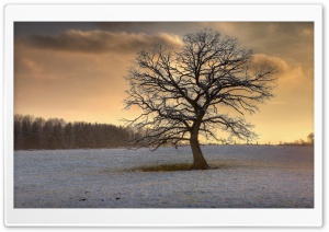 Solitary Tree, Winter Ultra HD Wallpaper for 4K UHD Widescreen desktop, tablet & smartphone