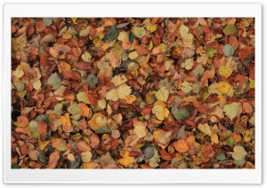 Something Leaves Ultra HD Wallpaper for 4K UHD Widescreen desktop, tablet & smartphone