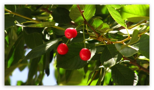 sour cherry UltraHD Wallpaper for UHD 16:9 ; HD 16:9 ;