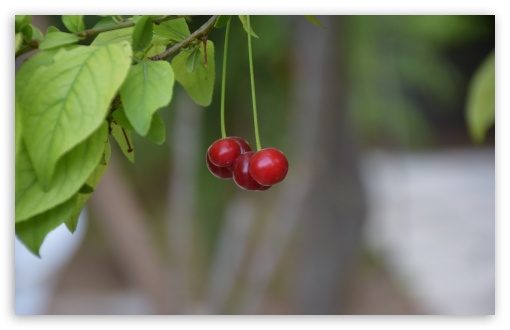 Sour cherry UltraHD Wallpaper for UHD 16:9 2160p 1440p 1080p 900p 720p ; 8K UHD TV 16:9 Ultra High Definition 2160p 1440p 1080p 900p 720p ; Widescreen 16:10 WHXGA WQXGA WUXGA WXGA ; Fullscreen 3:2 DVGA HVGA HQVGA ( Apple PowerBook G4 iPhone 4 3G 3GS iPod Touch ) ;