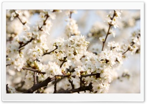 Sour Cherry Blossoms Ultra HD Wallpaper for 4K UHD Widescreen desktop, tablet & smartphone