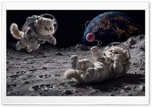 Space Kittens Exploring the Moon 4K UHD Wallpaper for Widescreen and UltraWide Desktop, UltraHD TV, Smartphone, Tablet
