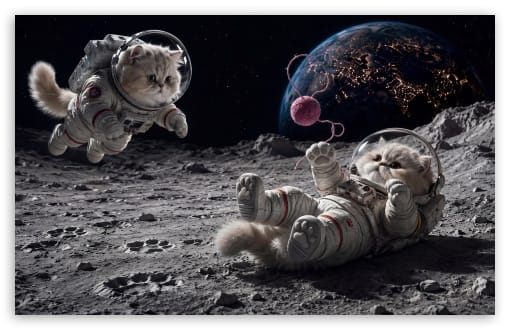 Space Kittens Exploring the Moon UltraHD Wallpaper for UHD 16:9 ; HD 16:9 ; UltraWide 21:9 24:10 ; Widescreen 16:10 ; Tablet 1:1 ; Mobile 9:16 9:19.5 9:20 9:21 9:22 ;