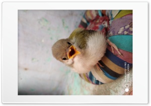 Sparrow 4K UHD Wallpaper for Widescreen and UltraWide Desktop, UltraHD TV, Smartphone, Tablet