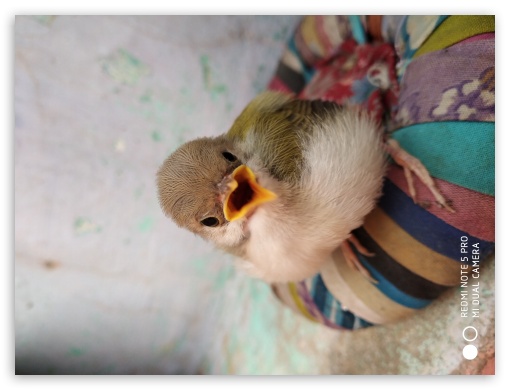 Sparrow UltraHD Wallpaper for Fullscreen 4:3 ;