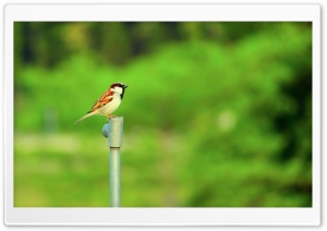 Sparrow Ultra HD Wallpaper for 4K UHD Widescreen desktop, tablet & smartphone