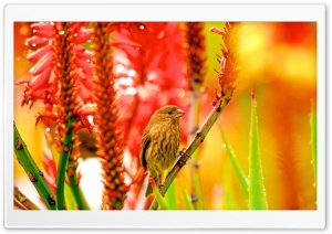 Sparrow perched on Aloe Ultra HD Wallpaper for 4K UHD Widescreen desktop, tablet & smartphone