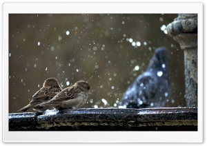 Sparrows Ultra HD Wallpaper for 4K UHD Widescreen desktop, tablet & smartphone