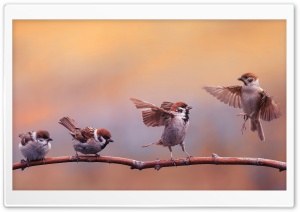 Sparrows on a Branch 4K UHD Wallpaper for Widescreen and UltraWide Desktop, UltraHD TV, Smartphone, Tablet