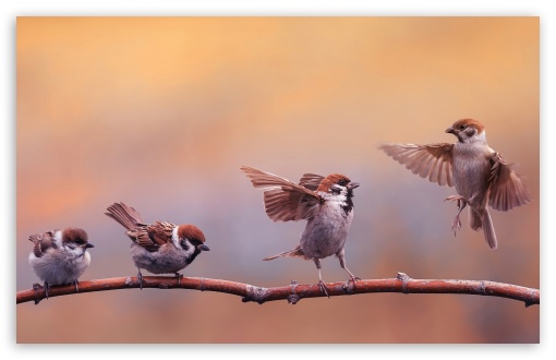 Sparrows on a Branch UltraHD Wallpaper for UHD 16:9 ; HD 16:9 ; UltraWide 21:9 24:10 ; Widescreen 16:10 5:3 ; Fullscreen 4:3 ; Mobile 10:16 2:3 3:5 3:4 ; Dual 4:3 5:4 3:2 ;