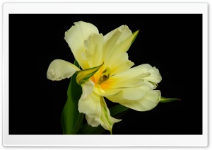 Species Tulip Ultra HD Wallpaper for 4K UHD Widescreen desktop, tablet & smartphone