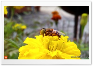 Speckle-eyed Drone Hoverfly Ultra HD Wallpaper for 4K UHD Widescreen desktop, tablet & smartphone