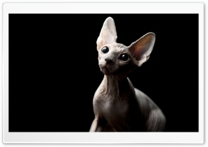Sphynx Cat Ultra HD Wallpaper for 4K UHD Widescreen desktop, tablet & smartphone