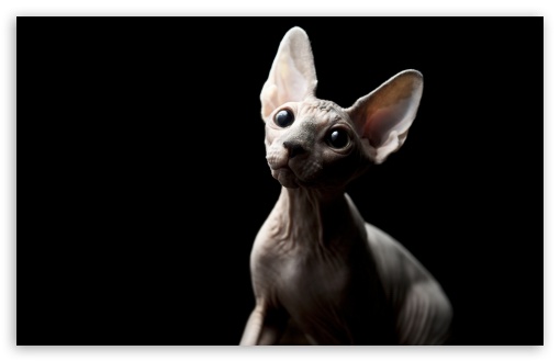 Sphynx Cat UltraHD Wallpaper for Wide 16:10 5:3 Widescreen WHXGA WQXGA WUXGA WXGA WGA ; 8K UHD TV 16:9 Ultra High Definition 2160p 1440p 1080p 900p 720p ; Standard 4:3 5:4 3:2 Fullscreen UXGA XGA SVGA QSXGA SXGA DVGA HVGA HQVGA ( Apple PowerBook G4 iPhone 4 3G 3GS iPod Touch ) ; Tablet 1:1 ; iPad 1/2/Mini ; Mobile 4:3 5:3 3:2 16:9 5:4 - UXGA XGA SVGA WGA DVGA HVGA HQVGA ( Apple PowerBook G4 iPhone 4 3G 3GS iPod Touch ) 2160p 1440p 1080p 900p 720p QSXGA SXGA ;