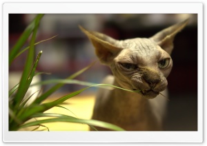 Sphynx Cat Ultra HD Wallpaper for 4K UHD Widescreen desktop, tablet & smartphone