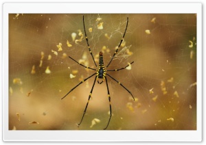 Spider Ultra HD Wallpaper for 4K UHD Widescreen desktop, tablet & smartphone