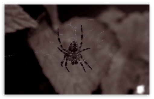 Spider UltraHD Wallpaper for HD 16:9 ; Widescreen 16:10 5:3 ; Fullscreen 4:3 5:4 3:2 ; Tablet 1:1 ; Mobile 3:5 3:4 ; Dual 5:4 ;