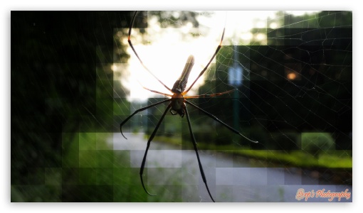 Spider UltraHD Wallpaper for HD 16:9 ;