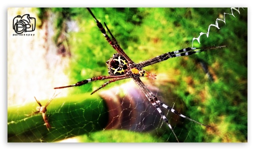 spider UltraHD Wallpaper for HD 16:9 ;