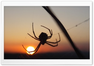 Spider 4K UHD Wallpaper for Widescreen and UltraWide Desktop, UltraHD TV, Smartphone, Tablet
