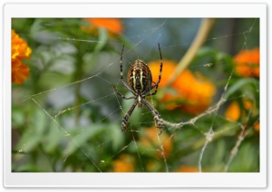 Spider Closeup Ultra HD Wallpaper for 4K UHD Widescreen desktop, tablet & smartphone
