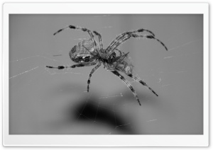 Spider Eating Ultra HD Wallpaper for 4K UHD Widescreen desktop, tablet & smartphone
