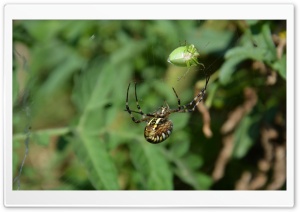 Spider hunting Ultra HD Wallpaper for 4K UHD Widescreen desktop, tablet & smartphone