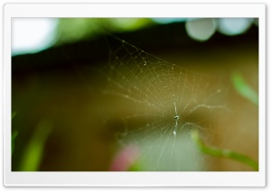 Spider in a Web Ultra HD Wallpaper for 4K UHD Widescreen desktop, tablet & smartphone