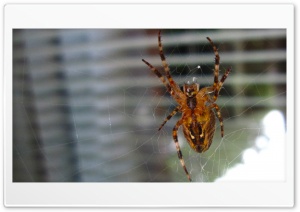 spider in front of the window Ultra HD Wallpaper for 4K UHD Widescreen desktop, tablet & smartphone