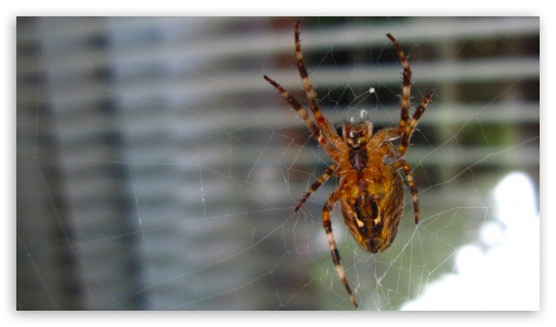 spider in front of the window UltraHD Wallpaper for HD 16:9 ;