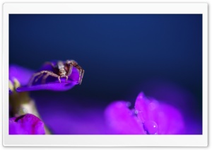 Spider on a Purple Flower Ultra HD Wallpaper for 4K UHD Widescreen desktop, tablet & smartphone